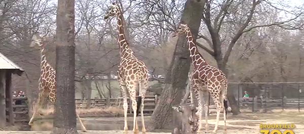 La danse du printemps d’une girafe - Sputnik Afrique