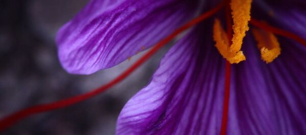 Safran - Sputnik Afrique