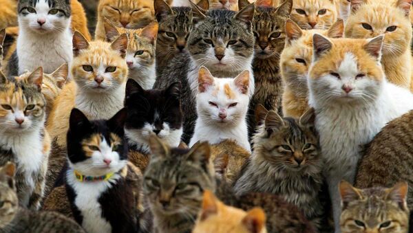 Les chats de l'île japonais d'Aoshima - Sputnik Afrique