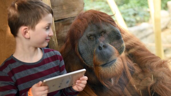 Cheveux roux? Un zoo vous offre l’entrée libre pour la Journée de l’Orang-outang - Sputnik Afrique
