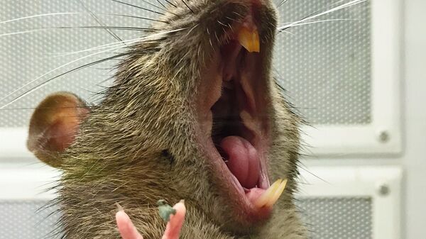 Rat - Sputnik Afrique