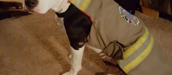 Jake - Sputnik Afrique