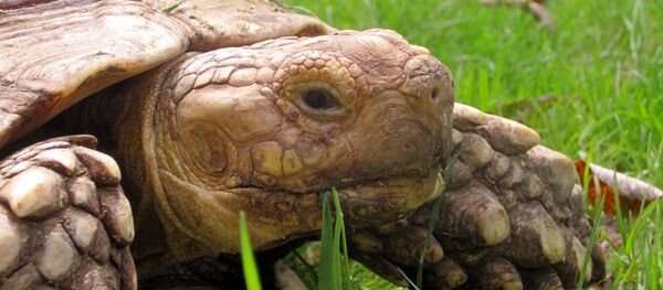 Une tortue - Sputnik Afrique