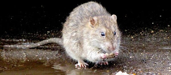 Le rat - Sputnik Afrique