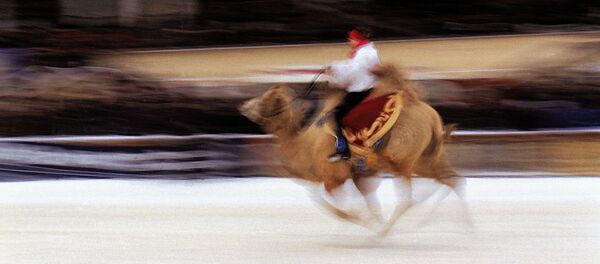 Chameau - Sputnik Afrique