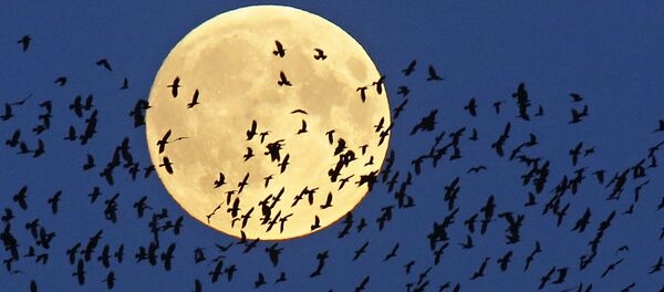 Oiseaux - Sputnik Afrique