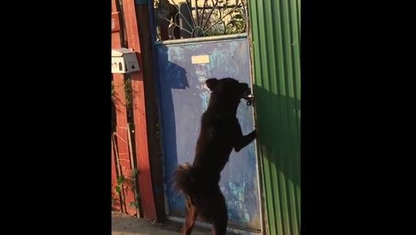 Un chien crocheteur de portes - Sputnik Afrique