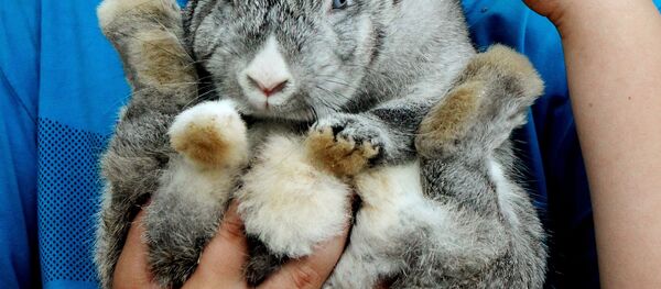 Un lapin du zoo de Vladivostok - Sputnik Afrique