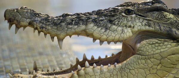 un crocodile (image d'illustration) - Sputnik Afrique