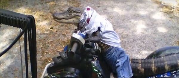 Rambo, un alligator - Sputnik Afrique