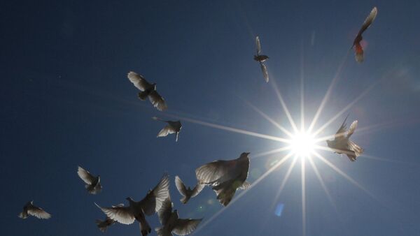 des pigeons (image d'illustration) - Sputnik Afrique