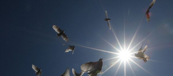 Des pigeons - Sputnik Afrique