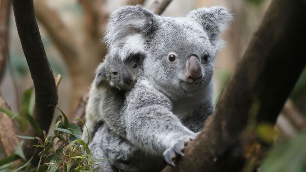 Un koala - Sputnik Afrique