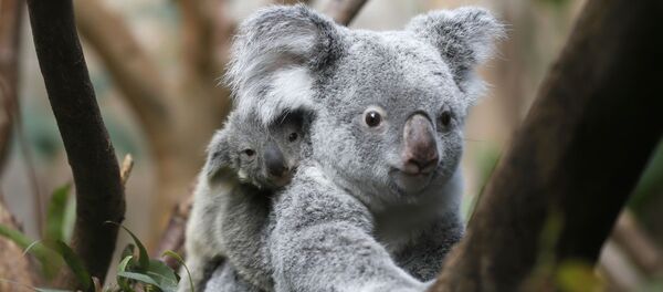 Un koala - Sputnik Afrique