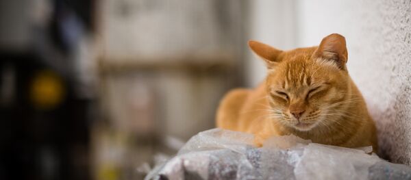 Nap - Sputnik Afrique