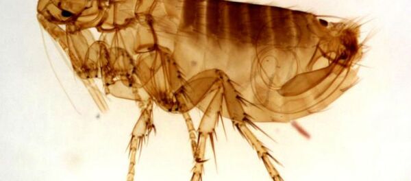 Une puce - Sputnik Afrique