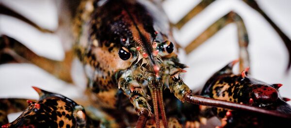 Homard américain - Sputnik Afrique