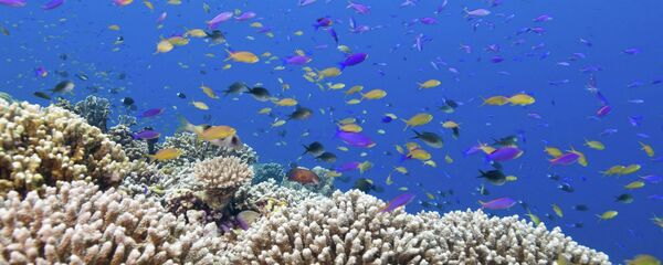 Les coraux - Sputnik Afrique