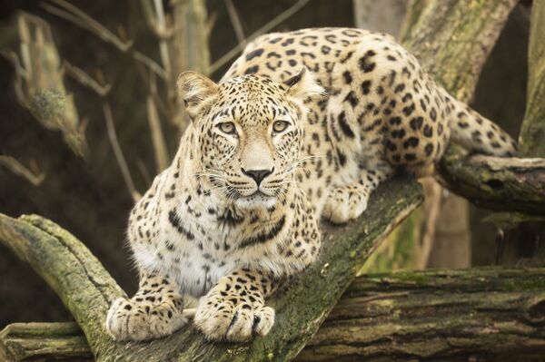 la Panthère de Perse - Sputnik Afrique