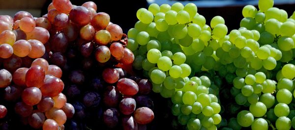 Grappes de raisin - Sputnik Afrique