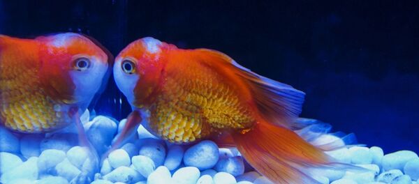 goldfish - Sputnik Afrique