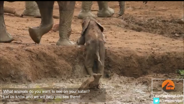 Le troupeau d'éléphants  aide le petit à se sortir de l’eau - Sputnik Afrique