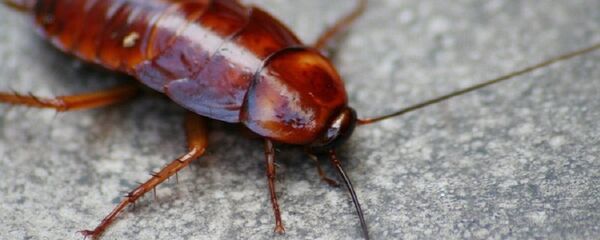 Cafard - Sputnik Afrique