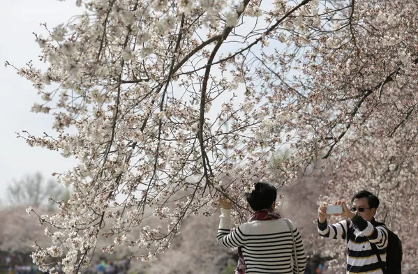 La magie des sakura La magie des sakura - Sputnik Afrique