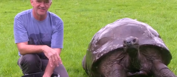 A Sainte-Hélène, le vieil animal a été lavé à la résidence du gouvernement. - Sputnik Afrique