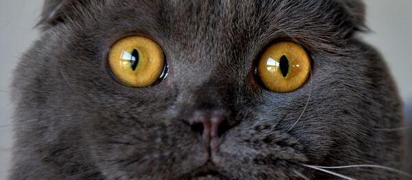 un chat - Sputnik Afrique