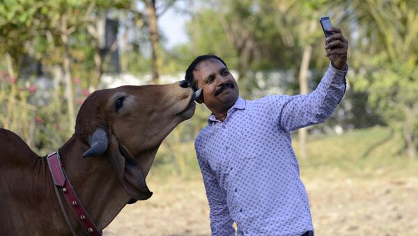 Indian man Vijay Parsana (R), 44, takes a selfie photograph with his cow Poonam (L), 2, on the eve of her marriage in Ghuma village, some 20 km from Ahmedabad on March 23, 2016 - Sputnik Afrique
