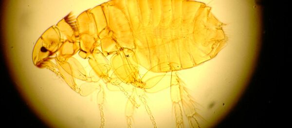 Quand une puce soviétique porte préjudice de 140 M USD à un lac américain - Sputnik Afrique