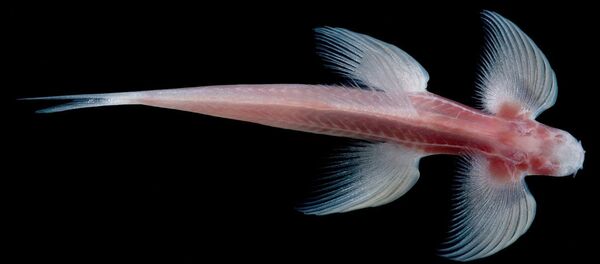 Cryptotora thamicola - Sputnik Afrique