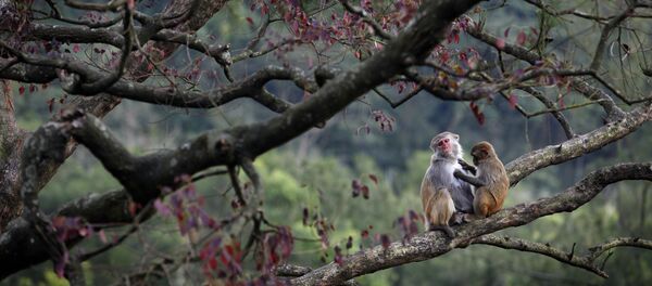 Les singes - Sputnik Afrique