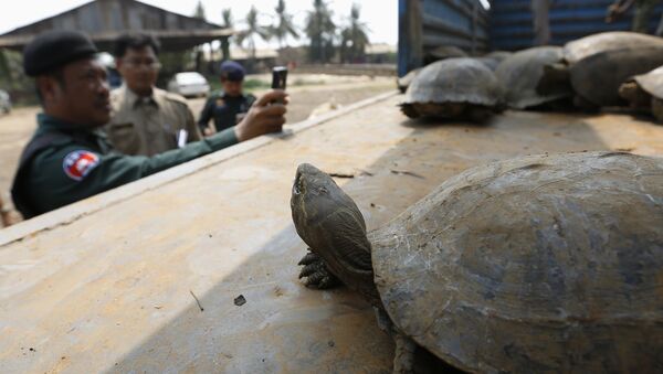 Tortues rares et pythons destinés au Vietnam sauvés au Cambodge - Sputnik Afrique