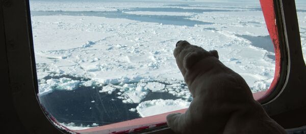 Réduction record des glaces d'hiver de l'Arctique - Sputnik Afrique