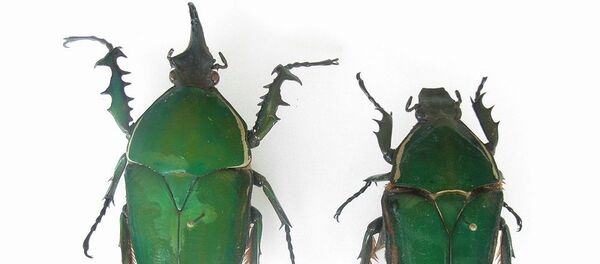 Mecynorrhina torquata - Sputnik Afrique