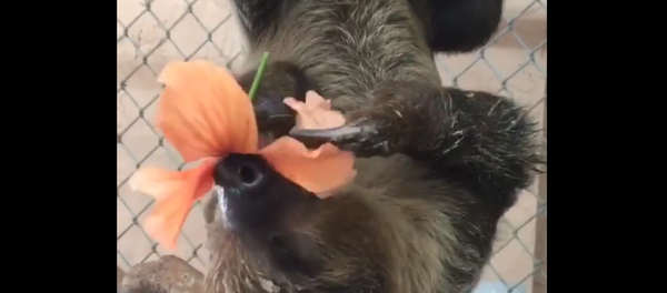 Le paresseux qui mange une fleur - Sputnik Afrique