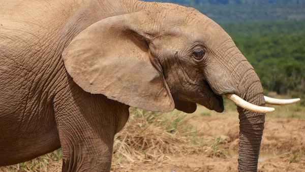 Eléphant - Sputnik Afrique
