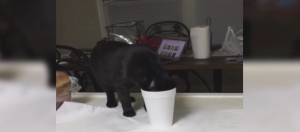 On voit bien qu’à la fin de cette vidéo, ce chat a l’air vraiment désespéré. - Sputnik Afrique