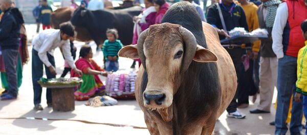 Une vache indienne - Sputnik Afrique