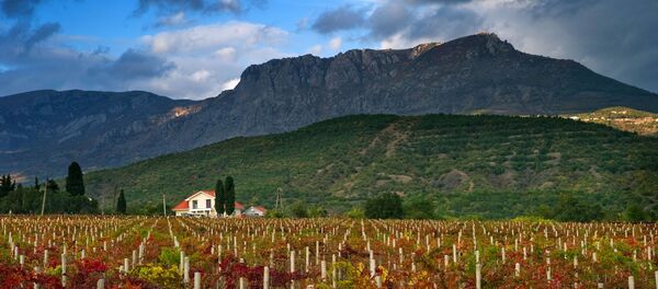 Vignes en Crimée - Sputnik Afrique