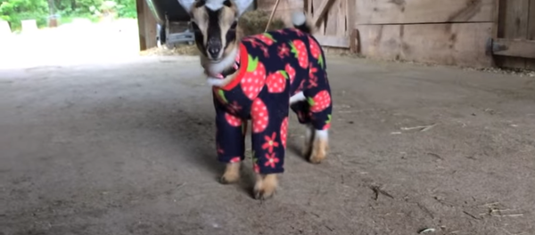 un mini-bouc - Sputnik Afrique