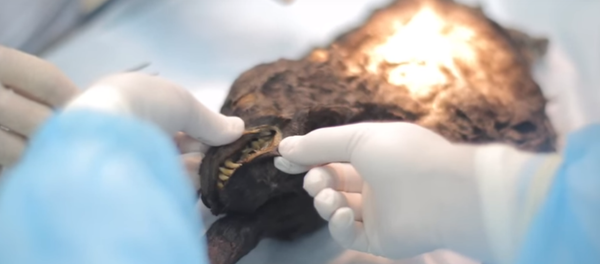 Chiot préhistorique découvert en Iakoutie - Sputnik Afrique