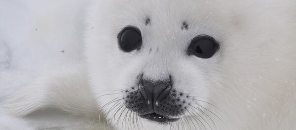 Bébé phoque - Sputnik Afrique