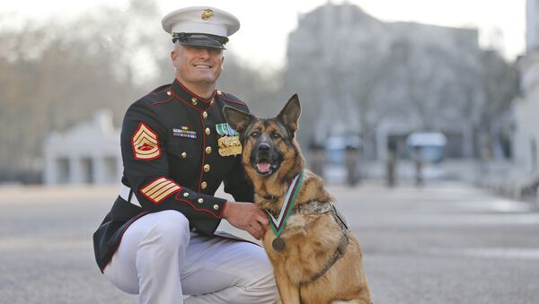 Gunnery sergeant Christopher Willingham, of Tuscaloosa, Alabama, USA, poses with US Marine dog Lucca, after receiving the PDSA Dickin Medal, awarded for animal bravery, equivalent of the Victoria Cross, at Wellington Barracks in London, Tuesday, April 5, 2016. - Sputnik Afrique
