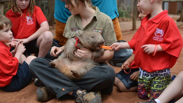 AFC Asian Cup Australia 2015 kids feed a wombat at Wild Life Sydney Zoo in Sydney on November 11, 2014. - Sputnik Afrique
