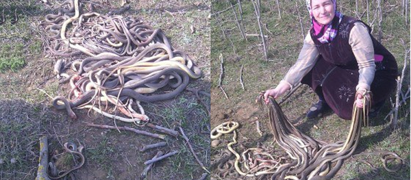 Sagib Islammagomedova - Sputnik Afrique