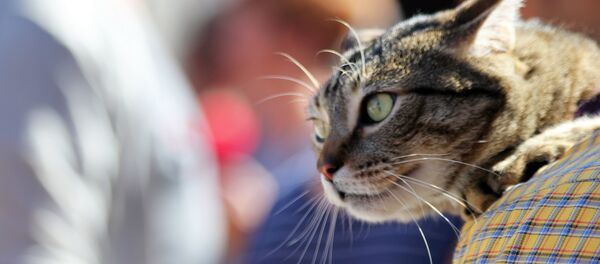 un chat - Sputnik Afrique