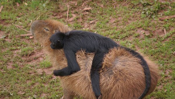 Le capybara et son compagnon - Sputnik Afrique